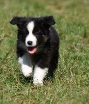 Des Collines D'Evereven - Chiot disponible  - Berger Australien