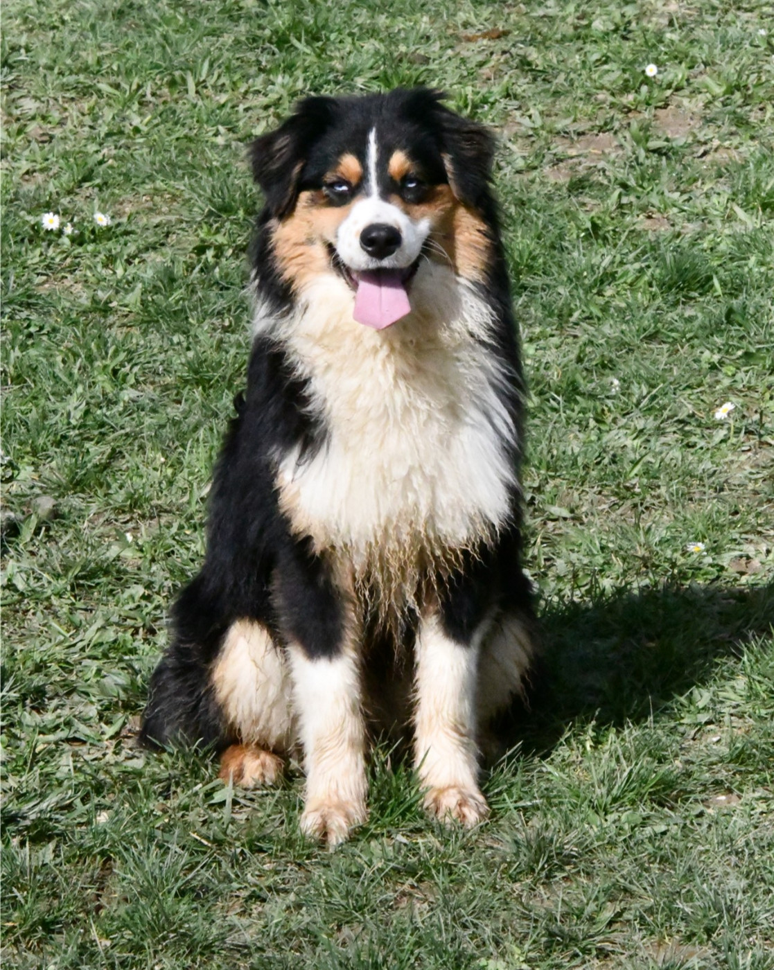 (Sans Affixe) Evereven Ultra Blue Drago