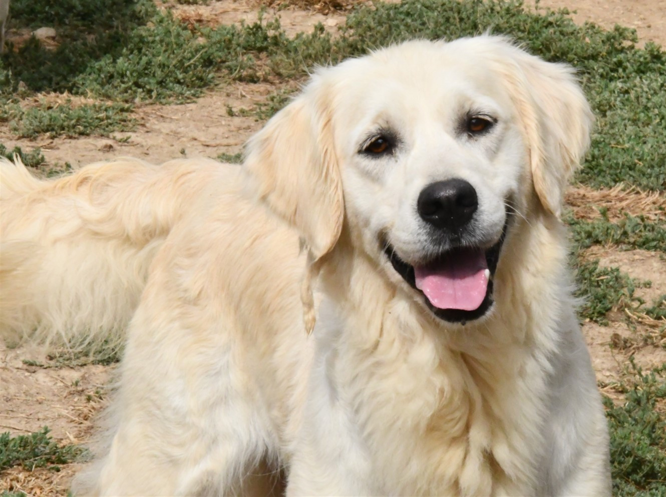 Sundae des Douces Merveilles