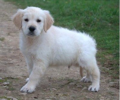 Des Collines D'Evereven - Golden Retriever - Portée née le 07/11/2023