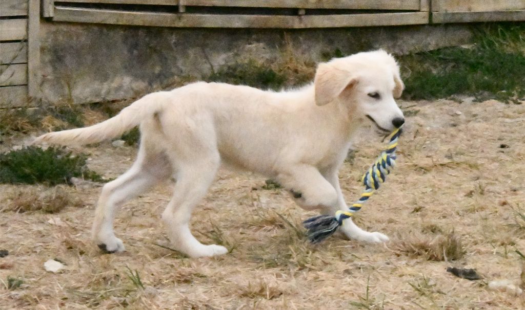 Des Collines D'Evereven - Chiots disponibles - Golden Retriever