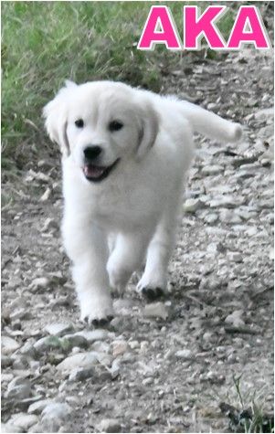 Des Collines D'Evereven - Chiots disponibles - Golden Retriever