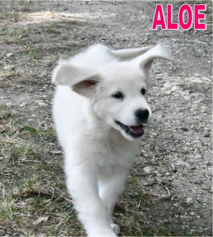 Des Collines D'Evereven - Chiots disponibles - Golden Retriever
